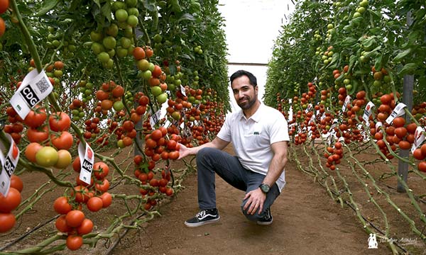 Alejandro Sánchez, especialista de tomate de Fitó con Ateneo. / agroautentico.com