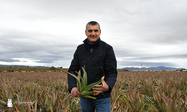 Ramón Ruiz en el campo de aloe vera de Campojoyma. / agroautentico.com