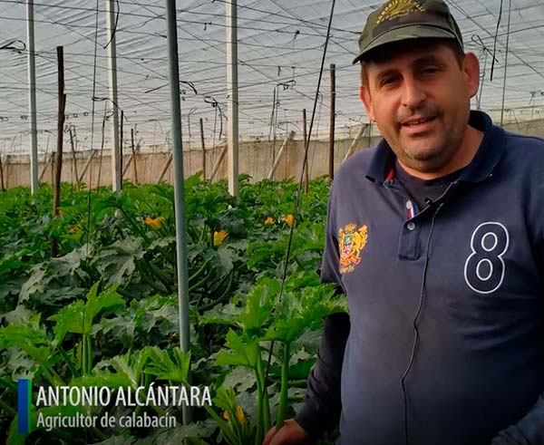 Antonio Alcántara, agricultor de calabacín con el bioestimulante ecológico de Plant helath Care