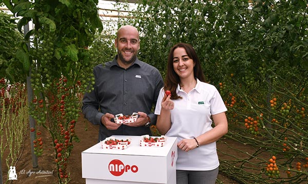 Nippo ha vuelto a ser una de las grandes sensaciones de la Tomato Experience de Semillas Fitó. / agroautentico.com