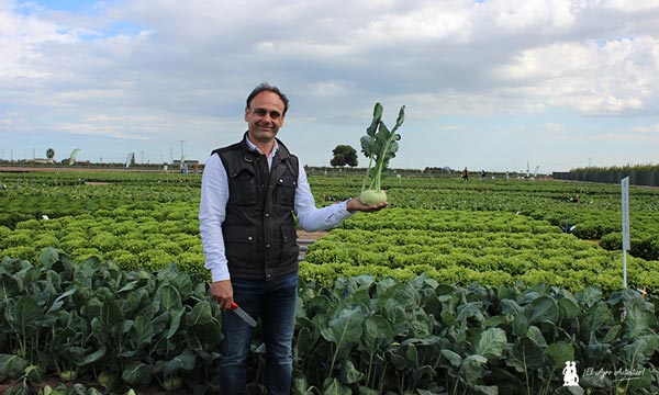 José Hernández con una de las variedades de col rábano de Rijk Zwaan. / agroautentico.com
