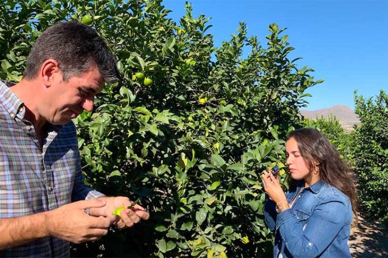 Koppert desarrolla nuevas herramientas para reforzar el control biológico en cítricos