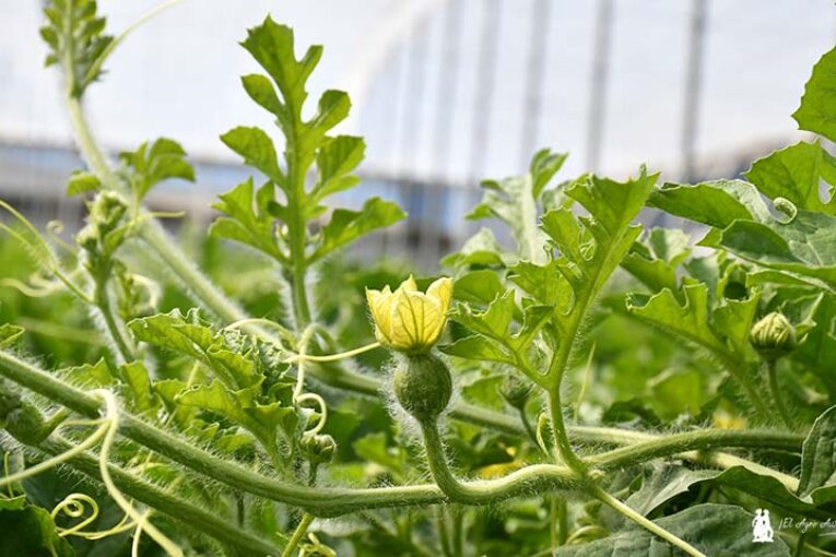 Problemas de cuaje podrían reducir un 25% la producción de primavera