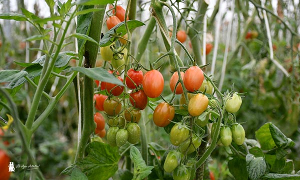 Tomate cherry de Campojoyma en agricultura biodinámica. / agroautentico.com