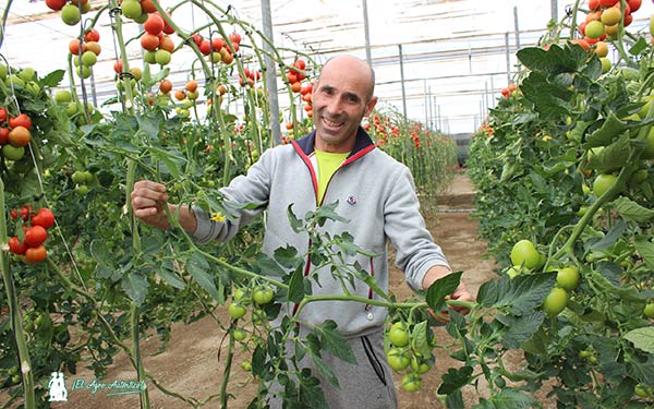 Daniel Barbero, agricultor almeriense con el tomate Realsol RZ. / agroautentico.com