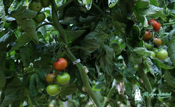 Proyecto Lygalán de tomates de sabor de Anecoop. / agroautentico.com