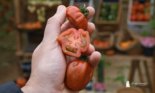 Nuevos tomates de Semillas Fitó. / agroautentico.com