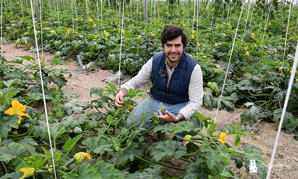Alberto Ochando entre plantas de guisante y calabacín de Campojoyma. / agroautentico.com