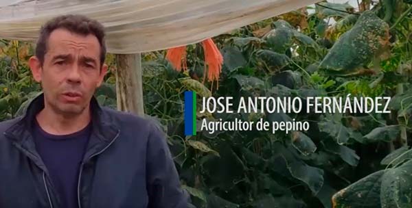 José Antonio Fernández, agricultor de pepino con ProAct 