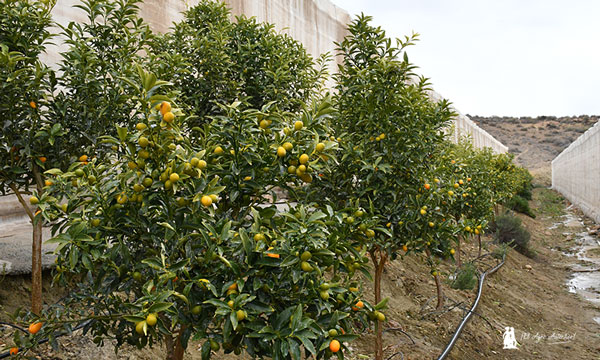 Kumquat ecológico de Campojoyma. / agroautentico.com