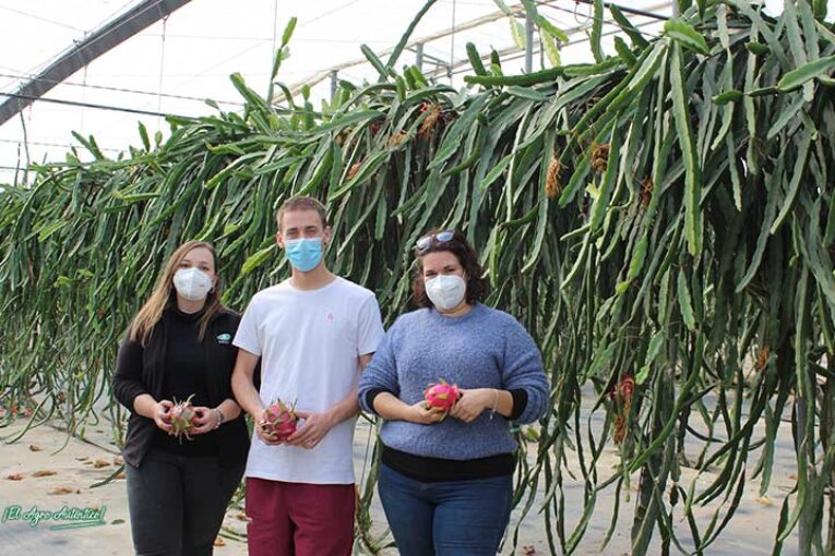 La línea de exóticos de Anecoop crece con la pitahaya