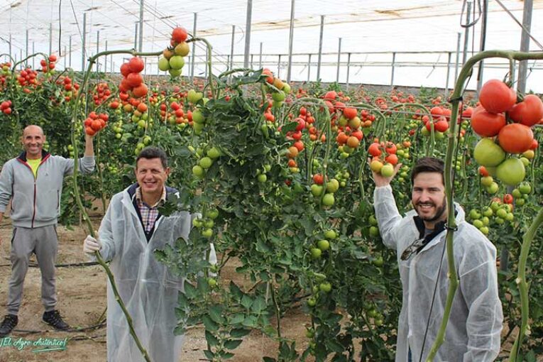 Realsol es la variedad rama de más tamaño para ciclo largo de Rijk Zwaan