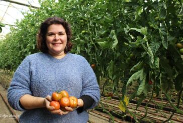 El proyecto Lygalán o la búsqueda del sabor en tomate
