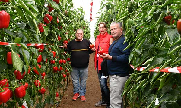 Noelia Escudero de Argenta muestra la variedad Army. / agroautentico.com