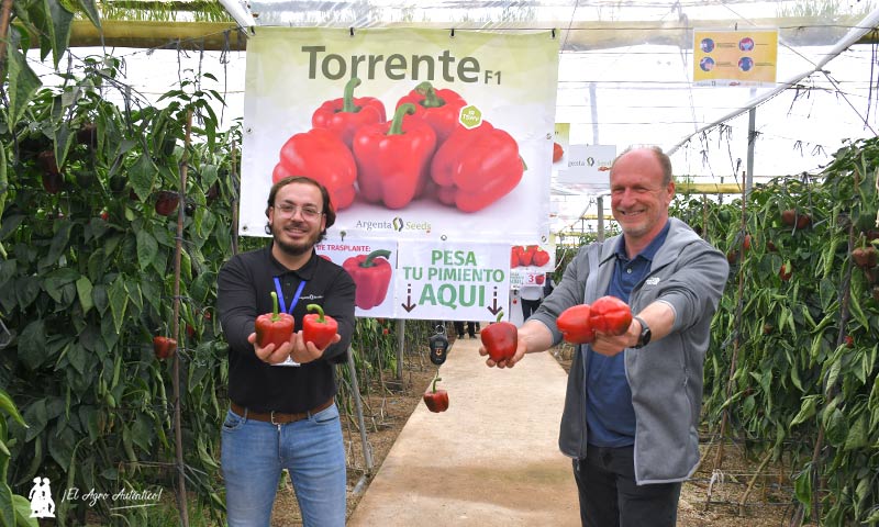 Alianza hispano holandesa en Argenta Seeds