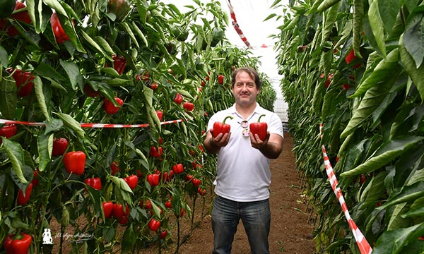 Líneo de Army. Jorge Cabrerizo, técnico de campo de Costa Ejido. / agroautentico.com