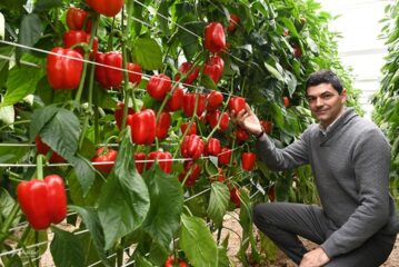 Viagro se estrena en las semillas con el pimiento tardío Karibu