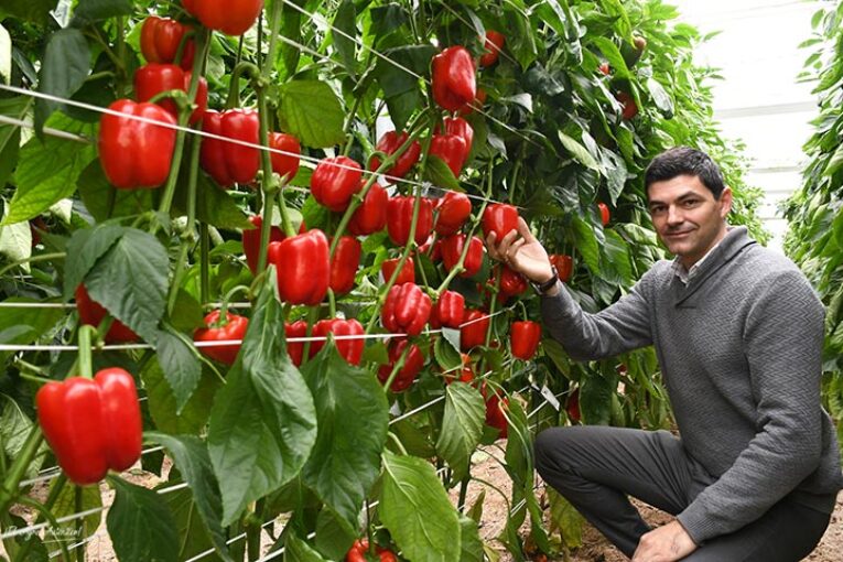 Viagro se estrena en las semillas con el pimiento tardío Karibu