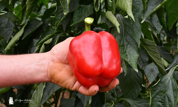 Pimiento Napoleón de Argenta Seeds. / agroautentico.com