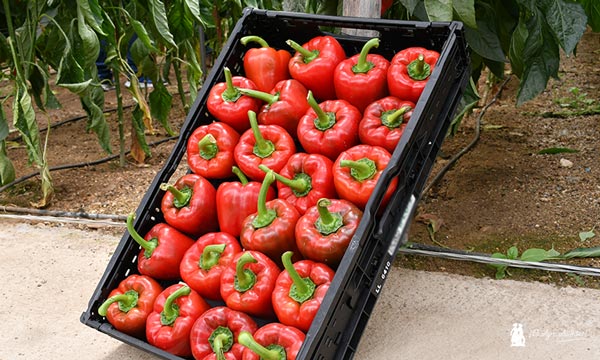 Caja de pimiento Napoleón. / agroautentico.com