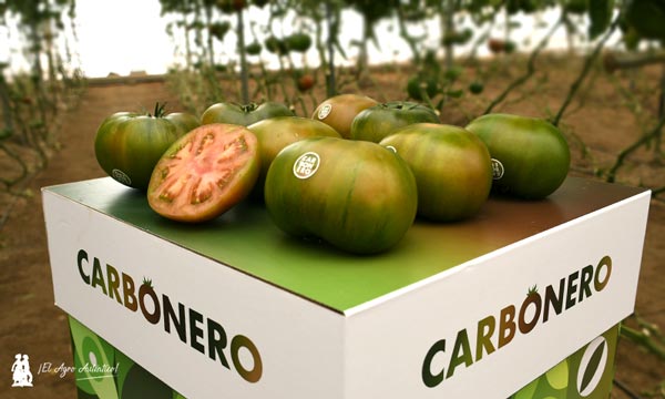 Tomate Carbonero de Semillas Fitó. / agroautentico.com
