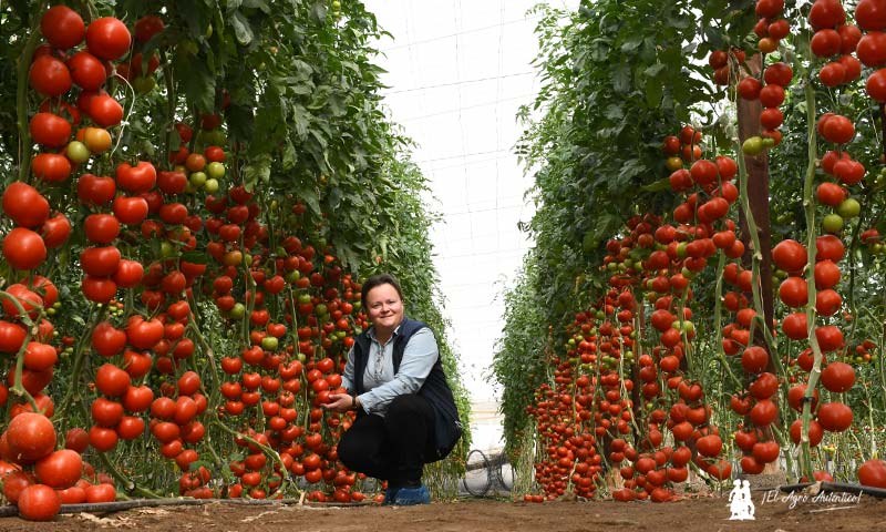El tomate suelto Wangari se afianza como buque insignia de Agrinature