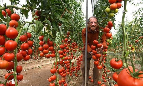 Paco López Ramón de Agrinature con el tomate Wangari. / agroautentico.com