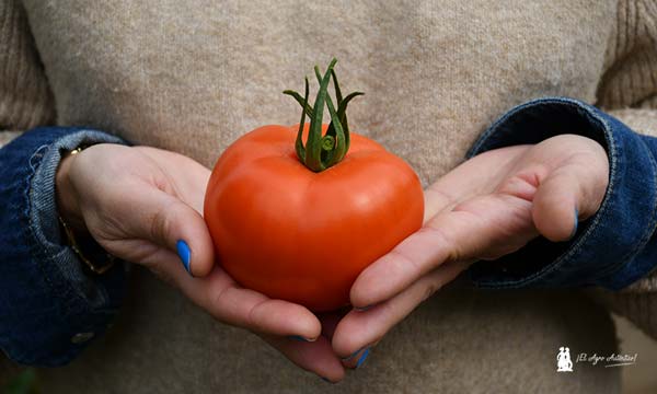 Fruto de tomate Wangari de Agrinature. / agroautentico.com