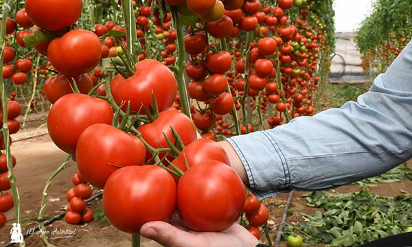 Frutos de tomate Wangari de Agrinature. / agroautentico.com