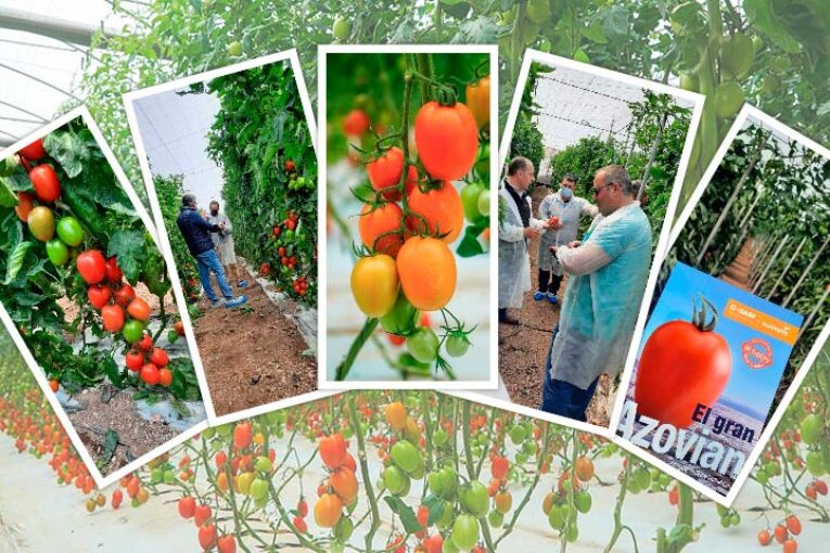 El tomate pera Azovian de BASF en la Axarquía de Málaga