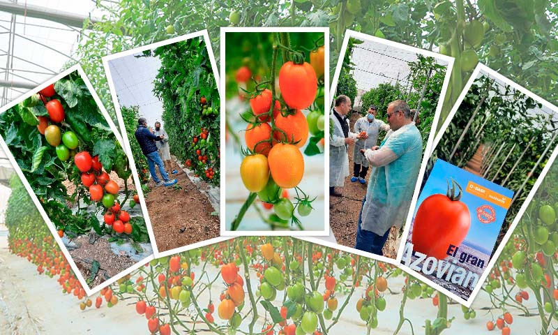 Azovian F1, el auténtico tomate pera en cualquier zona de producción- agroautentico.com