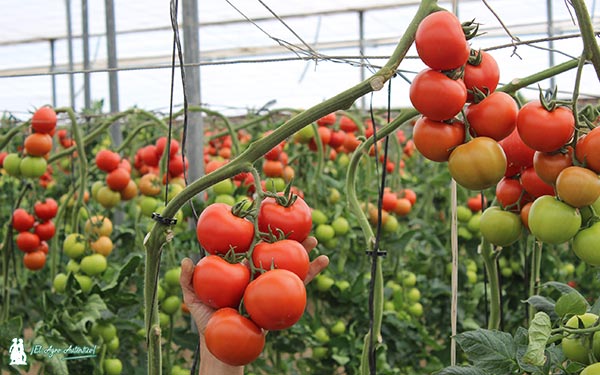 Tomate rama Realsol de Rijk Zwaan / agroautentico.com