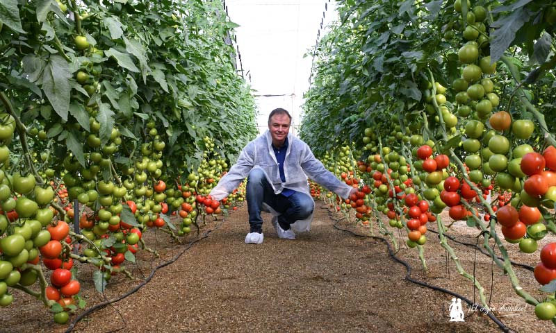 Maury Fernández con el tomate Cosmostar de Tomatech. /agroautentico.com