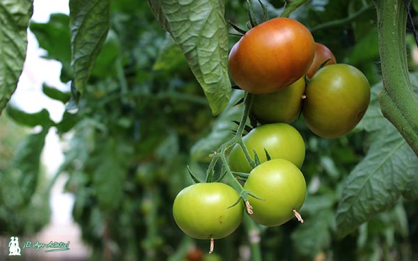 Proyecto Lygalán de tomates de sabor de Anecoop. / agroautentico.com