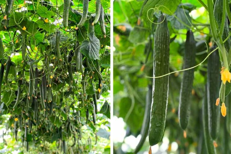 Remo acompaña a Sedal en la oferta de pepino tardío de Nunhems