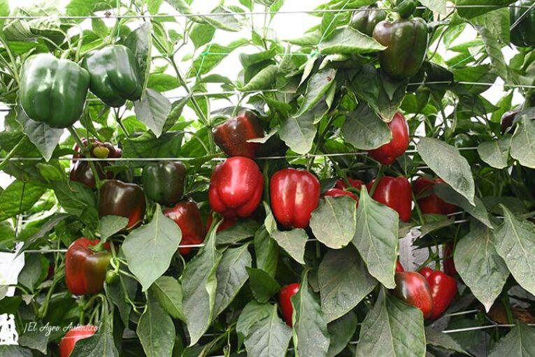 Herramientas antiestrés frente a los cambios bruscos de temperatura