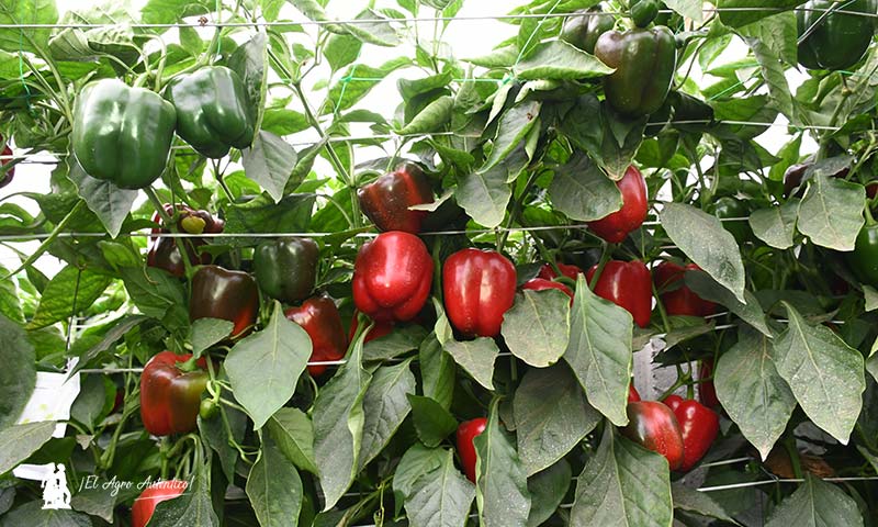 La tecnología de Ecoculture modera la respuesta de las plantas frente a los cambios bruscos de temperatura-agroautentico.com