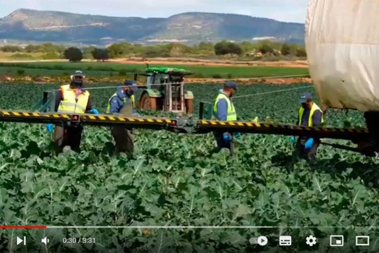 Humus líquido como alternativa al abonado mineral en brócoli