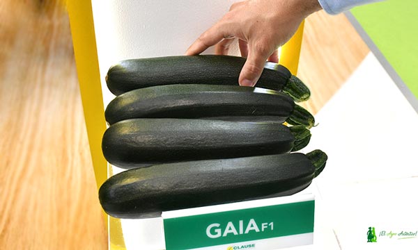 Calabacín Gaia de HM.Clause en Expolevante 2022. / agroautentico.com