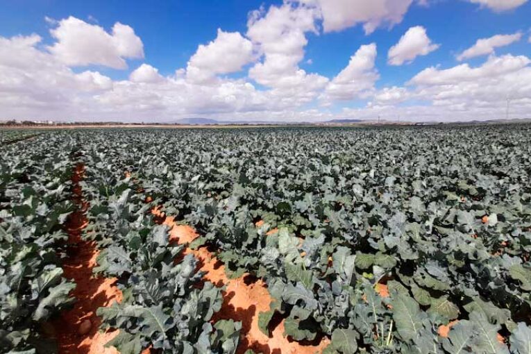 Campojoyma afianza la exportación de brócoli bio en los mercados europeos