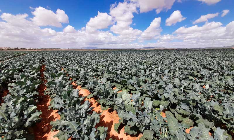 Campojoyma afianza la exportación de brócoli bio en los mercados europeos