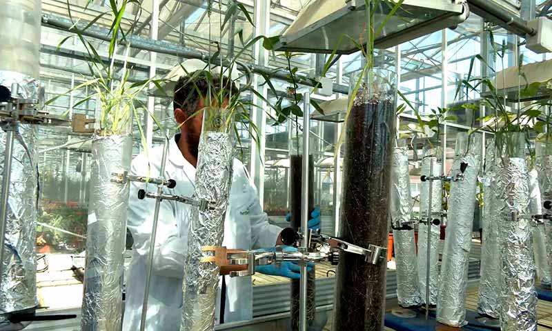 Fertiberia TECH lanza NERGETIC DZ+, la solución de nutrición vegetal nitrogenada de última generación que incorpora las tecnologías C-PRO y Zimactiv