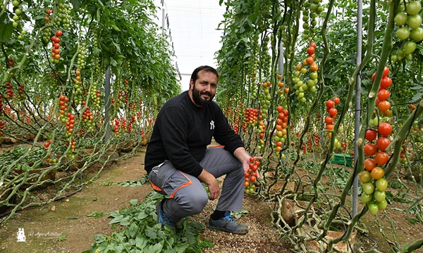Antonio del Pino con el tomate Sugarino de Unica. / agroautentico.com