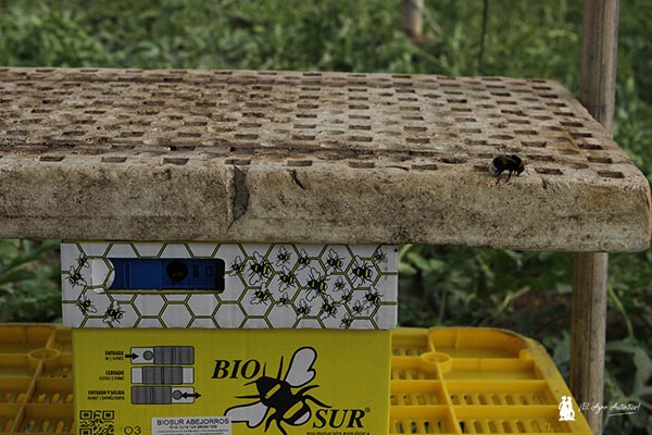 Colmenas de abejorros de Biosur en sandía / agroautentico.com