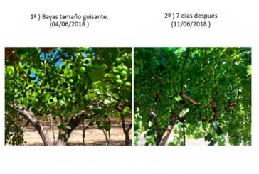 Incremento de calcio y calidad en uva de mesa tras la aplicación de Efical WSP