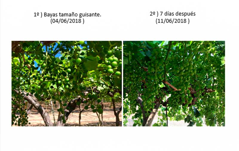 Daymsa presenta los beneficios de utilizar EficalWSP  en el cultivo de uva de mesa tras su estudio realizado en Blanca, en la provincia de Murcia con variedad Flame seedless.