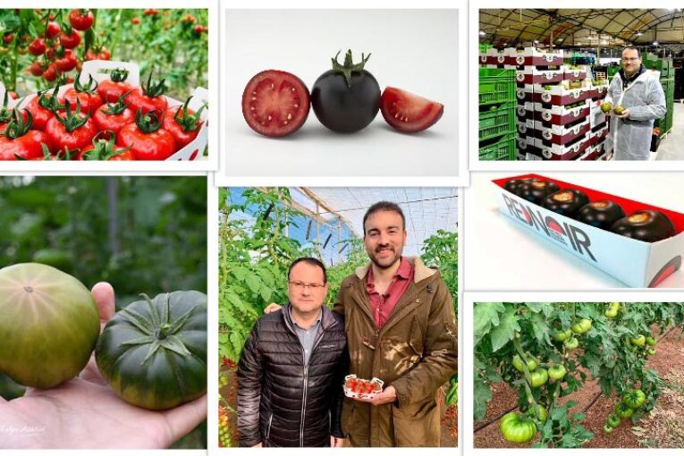 Unica hace el tomate morado, rosa, valenciano, San Marzano o de colgar