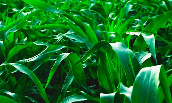 Como resultado de las innovaciones tecnológicas más avanzadas y eficientes de nutrición vegetal nitrogenada de Fertiberia Tech, el nuevo DZ+ presenta nutrientes protegidos por la tecnología C-PRO y nutrientes activados por la tecnología Zimactiv.