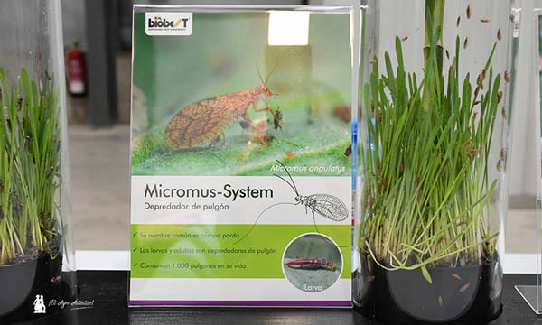 Micromus System de Biobest. Depredador de pulgón. / agroautentico.com