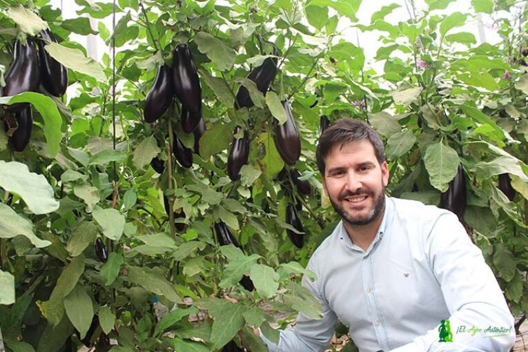 Kesia, la primera berenjena sin vellosidades